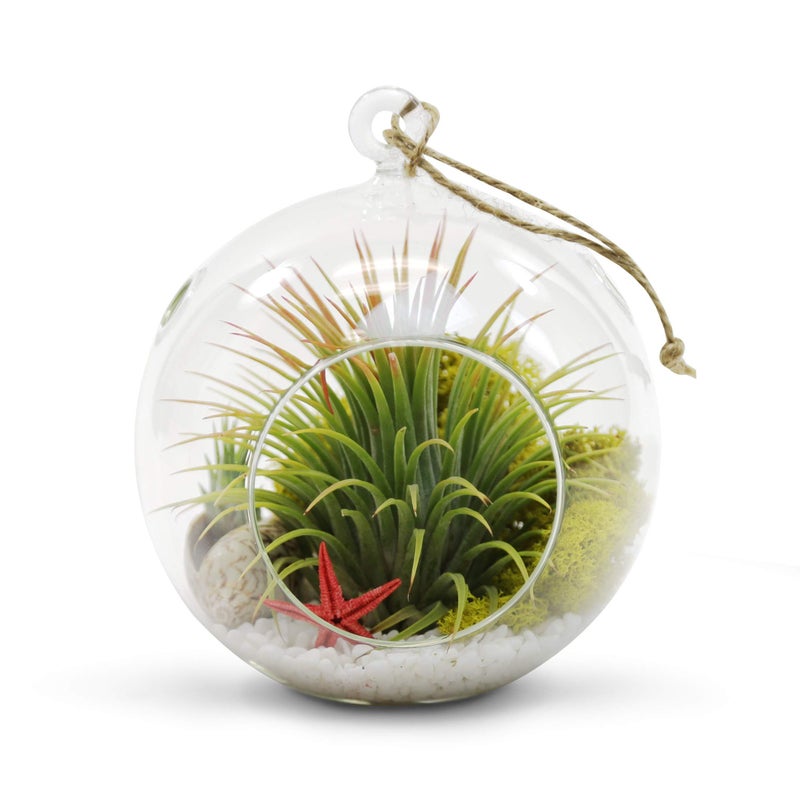 WGVI WGV Hanging Terrarium Globe, Width 6", Height 6.5", DIY Air Succulent Planter, Clear Glass Vase Orb with Flat Bottom, Candle Holder for Windowsill Outdoor Garden Decor, 1 Piece - Image 4